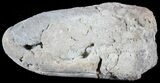 Fish Coprolite (Fossil Poo) - Kansas #49347-1